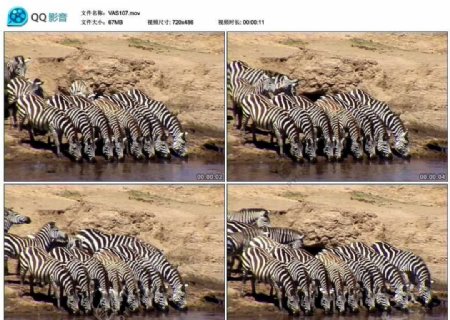 斑马喝水视频实拍素材