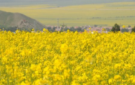 油菜花田地图片