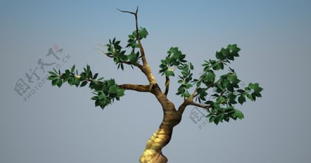 3Dpolygon树图片