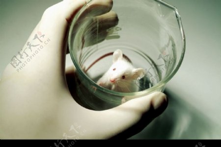 小白鼠实验图片