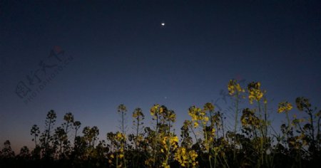 月光下的油菜花图片