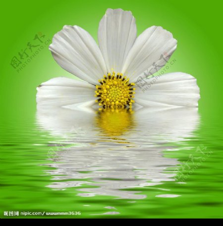 水中的白色雏菊图片素材