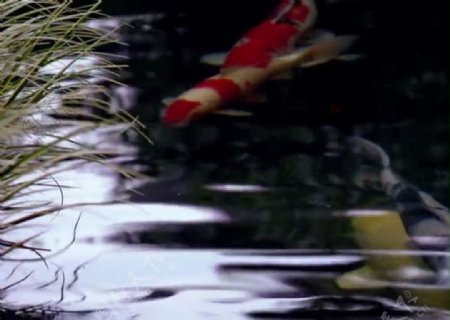 水塘金鱼背景视频素材