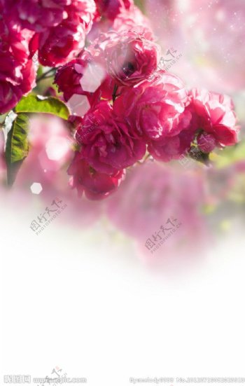 梦幻玫瑰花卉背景图片