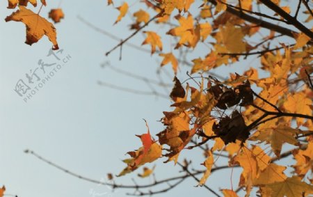 秋日枯叶图片
