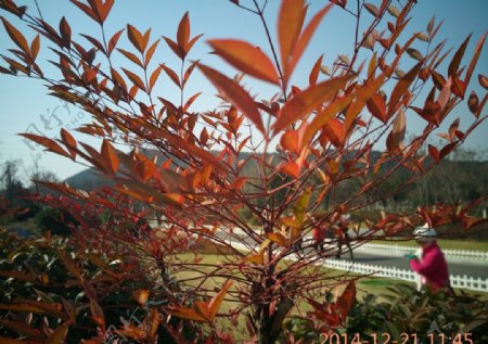 红叶植物图片