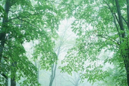 树林雾景图片