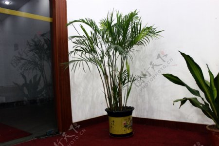 竹子盆栽图片