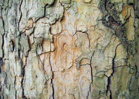 树皮裂纹图片