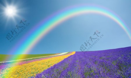 花海彩虹图片