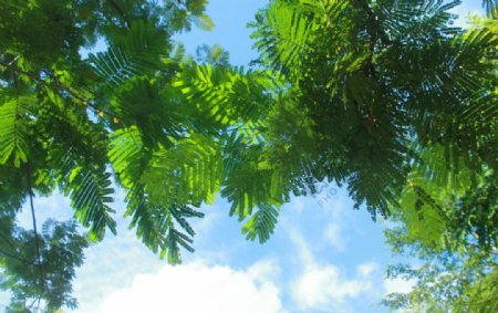 绿树蓝天白云图片