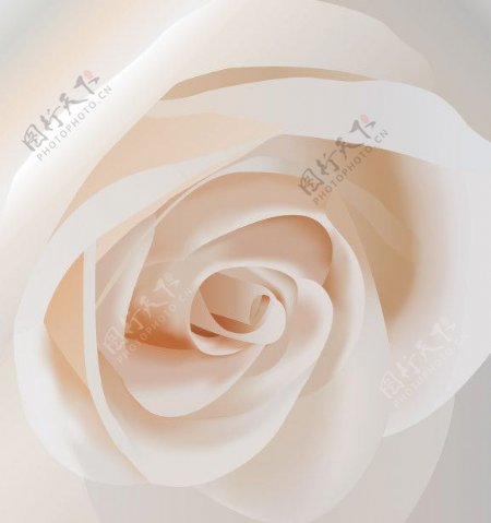 玫瑰浪漫花朵图片