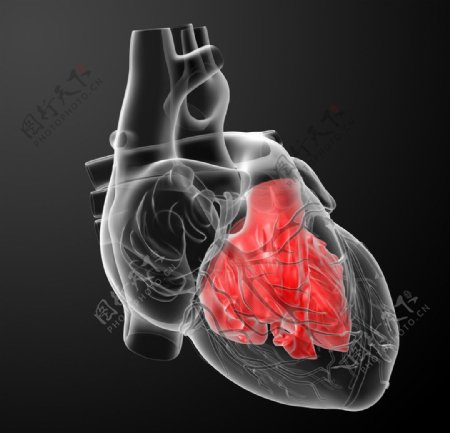人体心脏结构图片