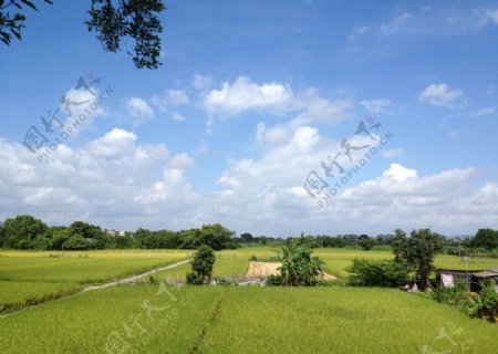 田园水稻图片