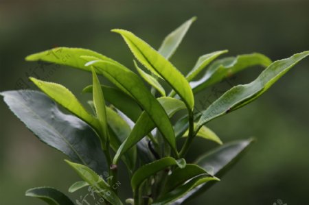 凤凰单枞茶茶树蜜兰图片