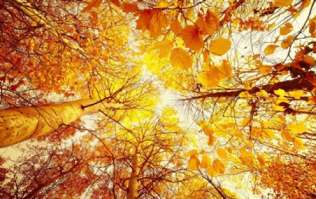 秋天树枝图片