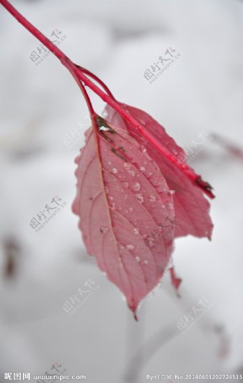 叶子冬季图片