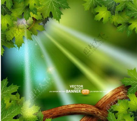 动感光芒绿叶树杆图片