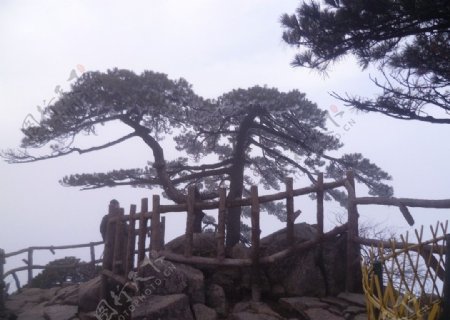 安徽黄山松树图片