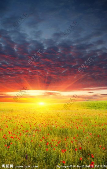 阳光照耀下的罂粟花图片