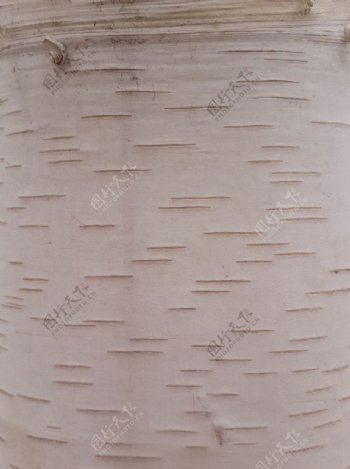 白桦树皮纹理图片