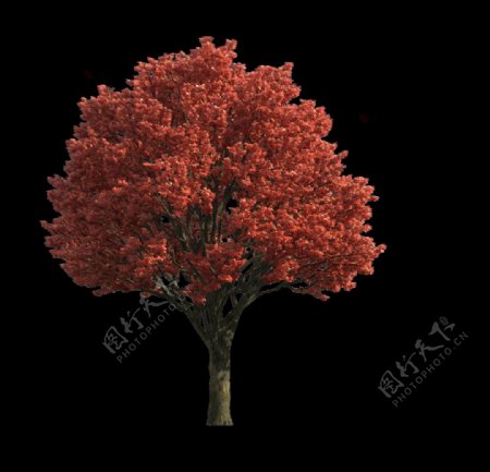 园林树木红叶透明png图片