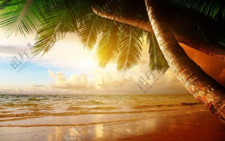 黎明海边椰树图片