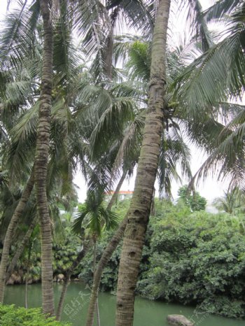 椰树摄影图片