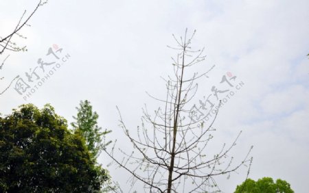 树叶香洲广场图片