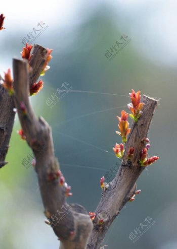 紫荆嫩芽迎春图片