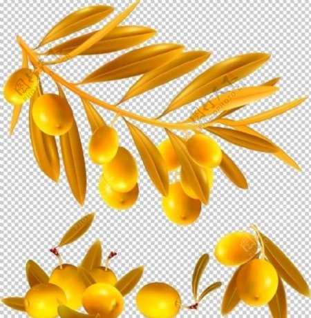金色橄榄图片
