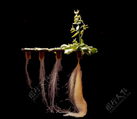 根系发达的植物图片
