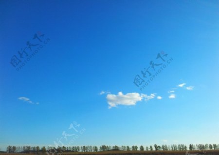 蓝天下的一排杨树图片