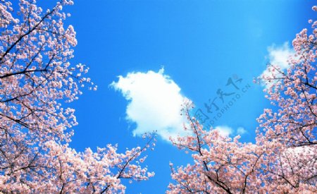樱花蓝天图片