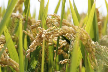 成熟的水稻图片