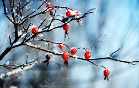 冬天野玫瑰果实图片