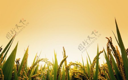 水稻谷穗图片