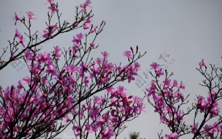 春天杜鹃图片