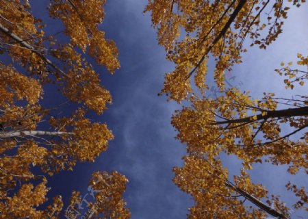 新疆北疆的秋天图片