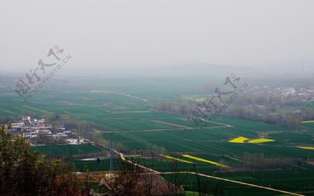 山野的菜花图片