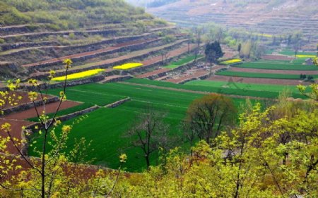 山野的菜花图片