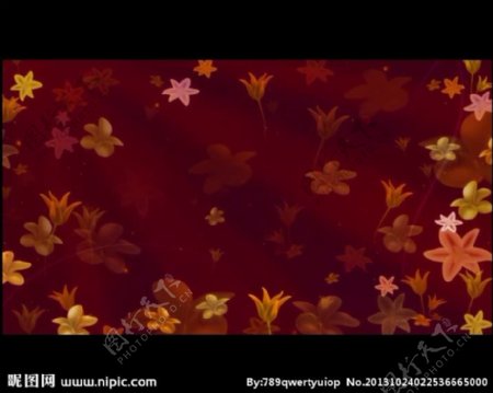 红色花朵背景视频素材
