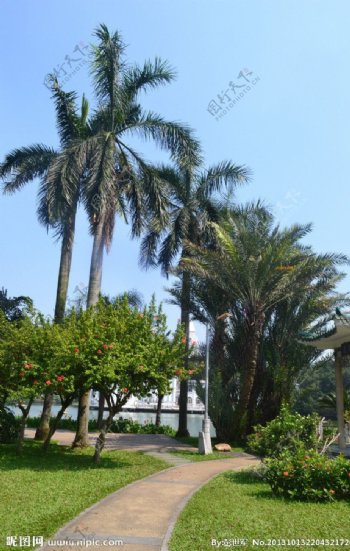 椰树风光图片