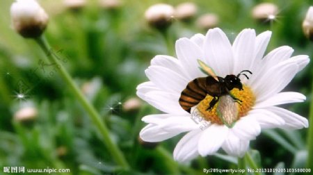 花朵蜜蜂背景视频素材