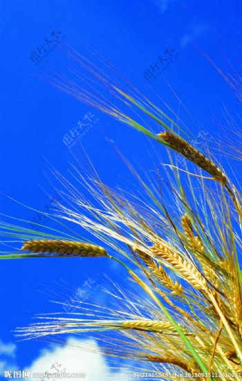 小麦天空麦子图片