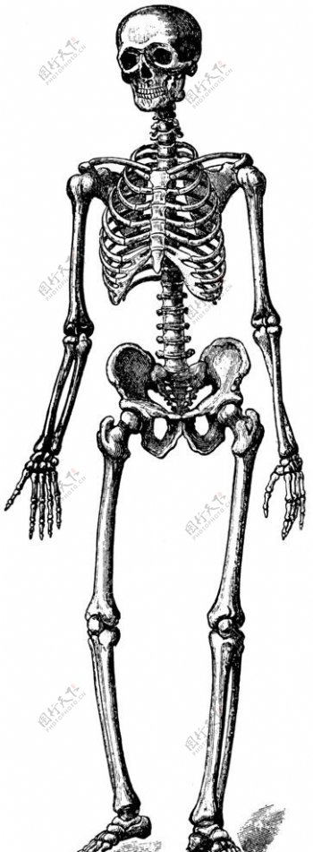 人体解剖学骨头图片