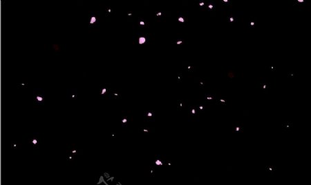flash透明背景素材粉色花瓣