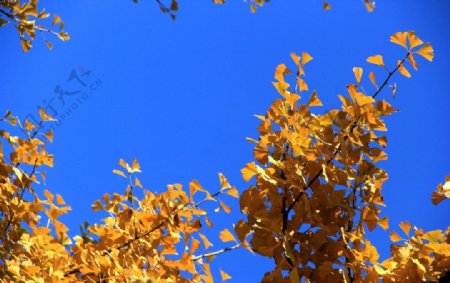 蓝天下的银杏树图片