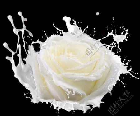 牛奶玫瑰图片
