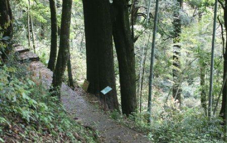 古蛟区红豆杉生态园图片